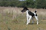 FOX TERRIER POIL LISSE 123